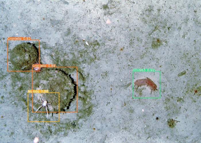 Image from an Autonomous Underwater Vehicle automatically analysed using a trained deep-learning artificial intelligence model. Image credit: University of Plymouth.